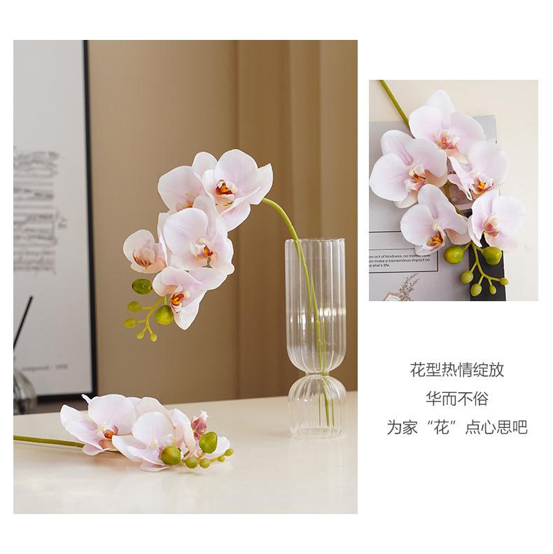 洛尘五头蝴蝶兰_10.jpg