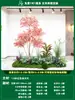 Paisagismo de Planta Artificial Varanda Arranjo de Paisagem Escada Interna Sob Árvore de Flores Artificiais Decoração Biomórfica Planta Verde Paisagismo Combinação