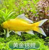 Peixe Frito, Peixe Ornamental, Peixe Dourado, Peixe Vivo, Koi, Peixe Dourado Pequeno, Peixe Dourado de Água Fria Vivo, Peixe Pequeno de Água Doce Resistente, Peixe de Fácil Cuidado