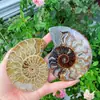 Fabricante de Donghai vende fatias de caracol crisântemo carbonizado natural como ornamentos de mesa para decoração de casa no atacado