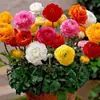 Rizoma de Flor Importado Peônia Folha de Salsão Dupla Floração Raiz de Peônia Flor de Vaso Fácil de Cultivar para Interior e Exterior Floração o Ano Todo Raiz