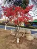 Vivero de arces rojos japoneses para dropshipping, árbol enano rojo de cuatro estaciones, árbol paisajístico Princesa Danza Roja, resistente al frío para exteriores para villas