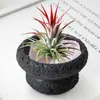 Plantas de Oficina Hidropónicas de Alta Calidad Plantas en Maceta Piña Negra Plantas Verdes de Escritorio Suculentas Adornos para Estación de Trabajo