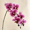 Película 3D Orquídea Tamaño Mediano 7 Cabezas Flor Artificial Decoración de Boda Ramo Decoración del Hogar Flor Artificial Flor Falsa