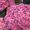 Jardim da Heidi Hortênsia Pipoca Thor Mãe do Mar Flores Plantas Vasos Mudas Balcão Pátio