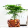 Filodendro Princesa Hoja Grande Diamante Dorado Planta Verde Fresca Divertida de Escritorio para Interiores Planta en Maceta Fácil de Mantener Florales y Plantas Hermosas