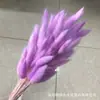 Rabo de Conejo Seco Flor Seca Ramo Flor Real Flor Inmortal Hierba de Cola de Perro Decoración del Hogar Materia Prima Fábrica Disparo Accesorios