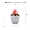 Simulação de flocado carnudo vermelho Chihuahua em vaso ornamentos de mesa presente pequeno bonsai verde TEMU planta de simulação