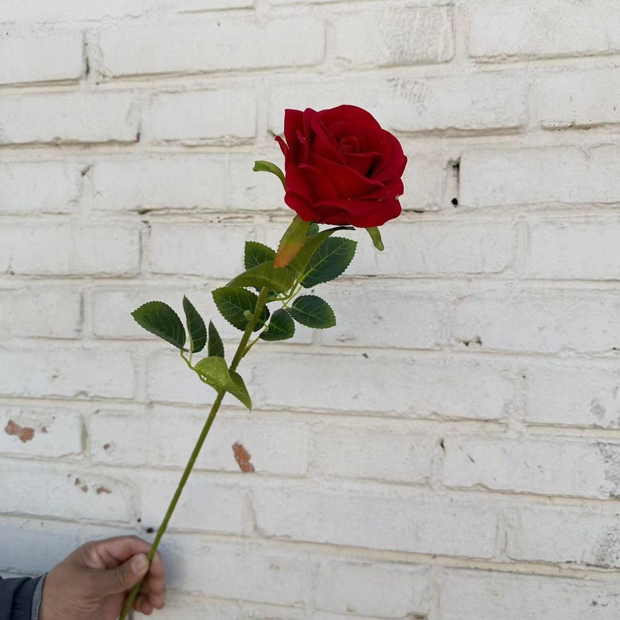 绒玫瑰红色单支