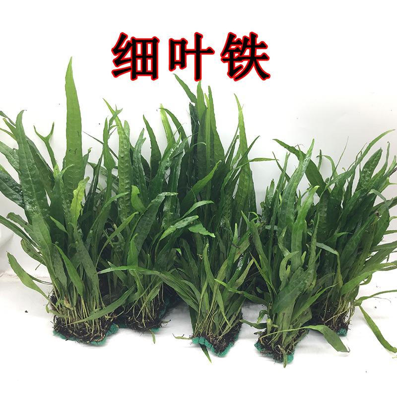 细叶铁