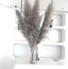 Flor Seca Caña Grande Color Primario Cabello Suave Gris Caña Grande Suave Decoración Hogar Apoyos para Sesión de Fotos Venta al por Mayor de Flores Secas