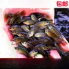 Pez Luchador de Siam fácil de criar Pez Gourami Gigante pez ornamental pez de agua fría alevines cambiar agua no necesita fuego australiano otro