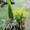 Arreglos de Plantas Grandes para Paisajismo, Decoraciones Florales de Jardín, Conjuntos de Paisajismo para Esquinas de Hoteles y Restaurantes, Manojos de Cañaveral Real