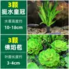 Cuenco de Loto de una Hoja Flor Acuática de Loto Planta Hidropónica Balcón Interior Floración Cuatro Estaciones Acuario con Maceta Loto Flotante