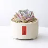 Conjunto fofo de plantas de interior para mesa para jardim de infância, fácil de cultivar e cuidar, pequenas plantas em vasos