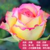 Plántulas de Rosas Yunnan Kunming Pila Vieja Rosa Roja Raíz Vieja Plántulas de Rosas Blanco Rosa Florecen Todo el Año y Tienen Fuerte Fragancia Florales