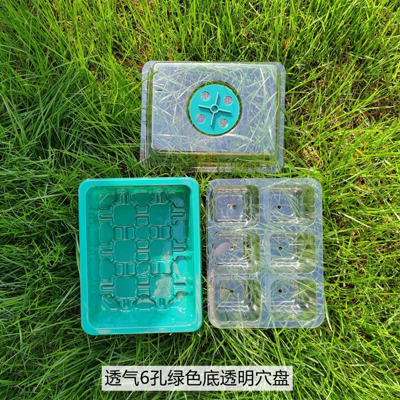 透气6孔绿色底透明穴盘