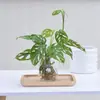 Plantas Hidropônicas São Fáceis de Cultivar em Todas as Estações, Inhame de Buraco de Mesa, Plantas Verdes de Interior, Flores, Flores Repelentes de Mosquitos, Sala de Estar, Escritório, Costela de Adão