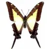 Venta Directa al Por Mayor de Fábrica de Especímenes Reales de Mariposas con Alas Extendidas, Diversos Insectos y Escarabajos, Accesorios para Fotos, Educación Científica, Especímenes Naturales