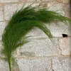 Hierba Barba de Dragón Eterna, Hierba de Junco, Flores Reales, Venta al por Mayor Fabricante de Yunnan, Serie Fuegos Artificiales de Ensueño, Materiales Florales para Cortinas de Boda, Decoración Suave