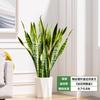 Orquídea Tigre com Borda Dourada Planta Verde em Vaso Suculenta Grande para Interior Fácil de Cuidar Todas as Estações Sala de Estar Absorvedora de Formaldeído Planta Grande em Vaso