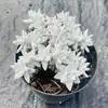 Base de planta suculenta autoproducida y autovendida al por mayor suculentas pequeñas combinación de flores plantas en maceta plantas carnosas Lithops Haworthia