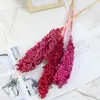 Espiga de sorgo flor imortal colorida flor seca real de Yunnan sala de estar sala de jantar café decoração diy galhos secos brancos flores
