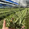 Venda Direta da Fábrica Orquídea do Ar Planta Aérea Planta Sem Solo Vermelho Amarelo Verde Elfo Barba de Velho Medusa Atacado