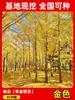 Envío directo de plantones de ginkgo con hojas verde doradas tempranas, adecuados para plantar en patios y villas, se pueden cultivar tanto en el norte como en el sur, grandes árboles ornamentales paisajísticos en macetas