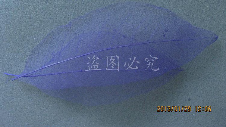 A027橡胶叶脉(42)