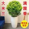 Plántulas de flores de Milán, flores de interior en maceta, plantas verdes para balcón y patio, florecen en todas las estaciones, fragancia fuerte, plantas repelentes de mosquitos, plantas maduras