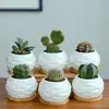 Dongheng Maceta de Animales Estilo Japonés y Coreano Maceta Mini Pulgar Adornos Set de Búho Cambio de Horno Maceta para Suculentas con Base