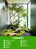 Pieris japonica paisagismo interno planta verde árvore decorativa vitrine de exposição árvore artificial grande planta de escritório paisagem