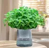 Planta en Maceta con un Toque de Fragancia, Planta Verde con Aroma Fuerte para Sala de Estar, Balcón, Repelente de Mosquitos, Repelente de Insectos, Suculenta con Aroma, con Tierra para Macetas