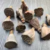 30 Pinhas, Pinhas Bonitas, Decoração de Jardim de Infância, Joias Criativas Feitas à Mão, Pintura de Pinhas, Torre de Pinhas DIY Pinha