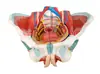 Modelo de anatomía del sistema genitourinario femenino, molde médico del sistema urinario