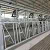 Abrazaderas para Cuello de Vaca, Abrazaderas para Cuello de Oveja, Equipo para Ganado Vacuno y Ovino, Grilletes para Cuello de Vaca, Grilletes para Corral de Vaca Galvanizados por Inmersión en Caliente, Grilletes Espesados para Cuello de Vaca, Grilletes para Cuello de Oveja