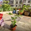 Muda de Árvore de Hortênsia Chinesa Douqiongqiong Hua Vila de Jardim Resistente ao Frio Resistente ao Calor Quatro Estações Tipo Maqiu Mudas de Plantas para Verdejamento