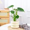 Monstera em Vaso para Mesa de Escritório Purifica o Ar, Pequenas Plantas Verdes, Enfeites de Mesa em Vaso para Interior, Bom para Alimentar Plantas
