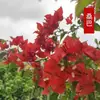 Planta Pote de Buganvília com Vaso, Multicolorida, Floresce o Ano Todo, Estoque Antigo, Nova Variedade, Planta com Flor, Planta Verde, Planta Trepadeira, Planta Ornamental