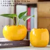 Vaso Hidropônico de Flor de Casca de Ovo de Dinheiro Vaso para Narciso Vaso Hidropônico de Cerâmica de Dinheiro Não Poroso