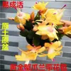 Orquídea Garra de Caranguejo Multicor em Vaso Quatro Estações Classe Doméstica Floração Dupla Mesa de Escritório Varanda Pátio Suculentas Plantas Verdes