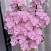 Las plántulas de Phalaenopsis son fáciles de cultivar en todas las estaciones. Plantas Verdes y Flores en Maceta para Balcón de Oficina en Interiores Fáciles de Cultivar