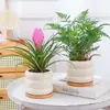 Planta Bonsai Folhagem Verde Interna Árvore da Fortuna Flores de Mesa de Escritório Bambu Cipreste Fácil de Cuidar Pequeno Bonsai Samambaia de Aspargos