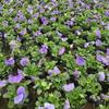Plantas de Flor de Temporada en Maceta, Begonia de Cuatro Estaciones, Lavanda, Pensamiento, Manojo de Hierba Pavo Real Rojo, Clavel, Base de Flor Impatiens Venta Directa