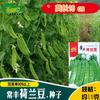 Sementes de Ervilha Holandesa Plantas de Horta de Fazenda Folhas Compactas Vagens Verde Escuro Polpa Verde Feijões Espessos e Fragrantes Sementes de Hortaliças
