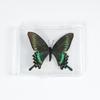 Adorno de mariposa real, alas de mariposa real, regalo de cumpleaños creativo para estudiantes, caja transparente