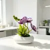 Novo Vaso Branco Pequeno e Raso para Aloe Vera Três Phalaenopsis Pequeno Bonsai Decoração de Casa e Hotel Ornamento de Bonsai Phalaenopsis