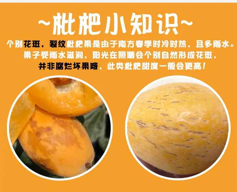 云南蒙自枇杷详情图