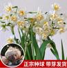 Bulbos de Narciso São Fáceis de Cultivar em Ambientes Internos, Cultivo Hidropônico em Água, Plantas de Narciso em Vaso de Zhangzhou, Plantas de Florescência Quatro Estações, Narciso